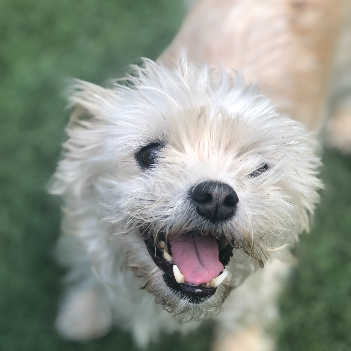 Adventures in Dog&nbsp;Boarding